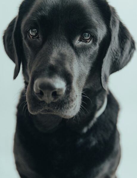 Close-up portrait of a black dog looking directly at the camera