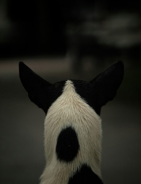 Black-and-white dog seen from behind with ears upright