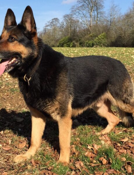 About Animal Control Officers - Dog Handler