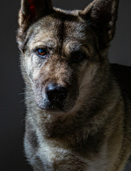 Close-up portrait of a working dog in low-key lighting